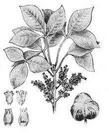 Blätter, Blüten, Samenkapseln, Hevea Brazieliensis